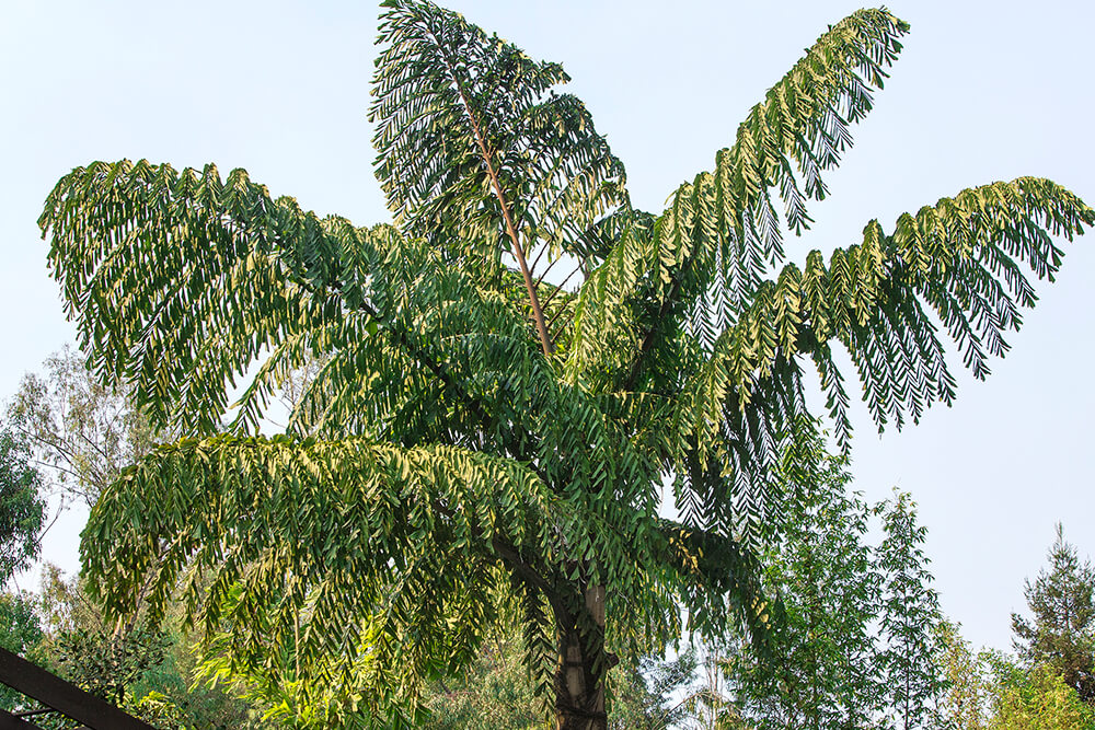 Fish Tail Palm, the unexplored nutritional frontier