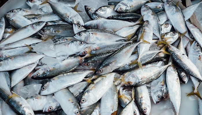 Cargill, Mars, and Walmart collaborate with WWF and Finance Earth to spearhead a trailblazing financial model for sustainable fisheries