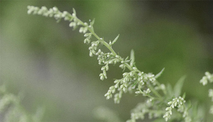 The Renaissance of Mugwort: Revitalized scientific interest in the phytochemical properties of the ‘Mother of Herbs’