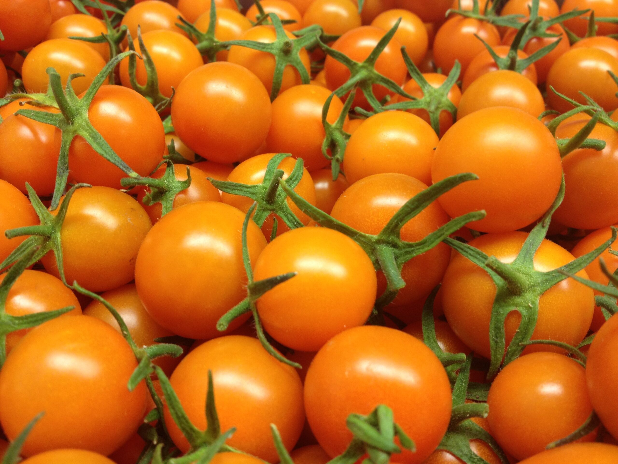 Unlocking Radiance: Lumenato Carotenoid from Golden Tomatoes Enhances Skin Health and Barrier Function in Women Ages 35-55