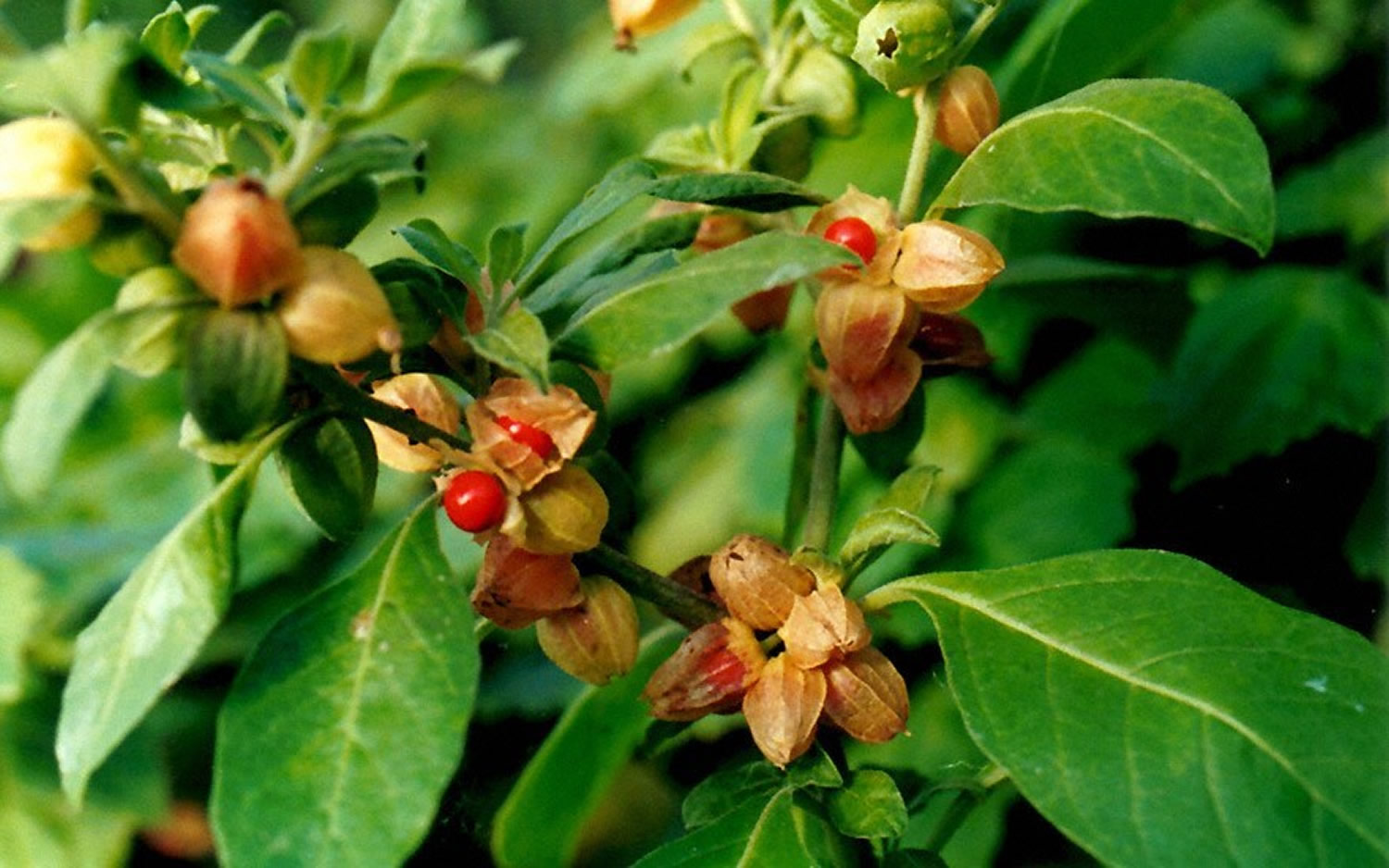 Ashwagandha Extract (Shagandha) Demonstrates Stress Relief and Improved Quality of Life: Clinical Study Findings