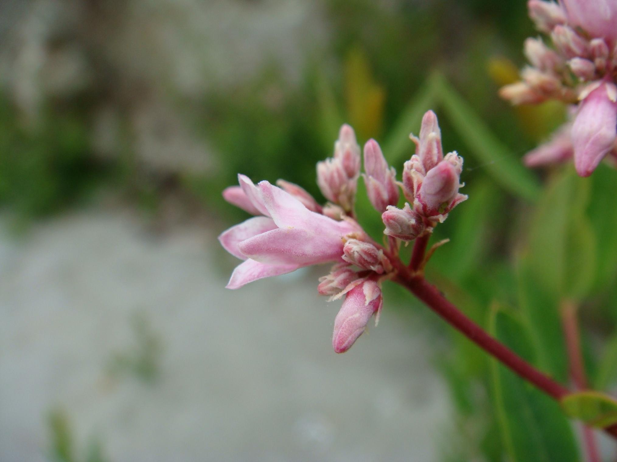 Maypro’s Venetron Redefines Women’s Wellness with Advanced Support for Improved Sleep and Mood