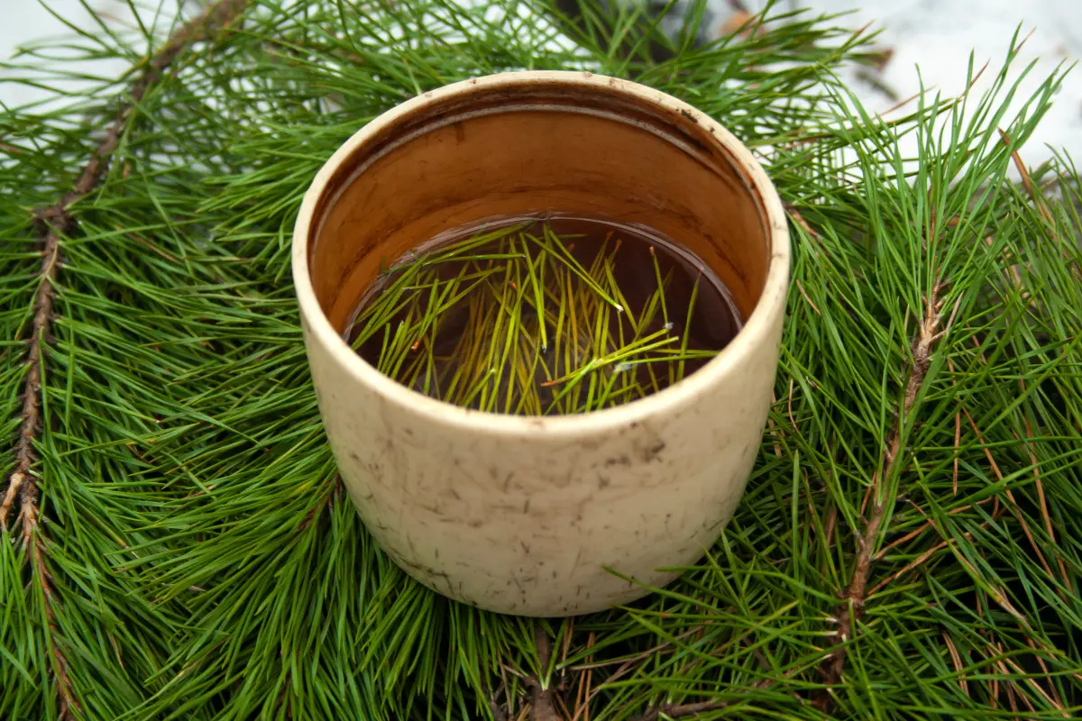 Pine Needle Tea: A Global Elixir of Wellness and Tradition